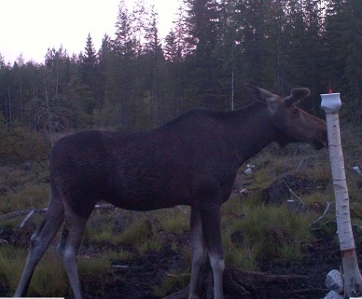 Hirvi nuolukivellä seuran metsäalueella